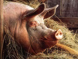 150 свиней спасли из огня на Тернопольщине 