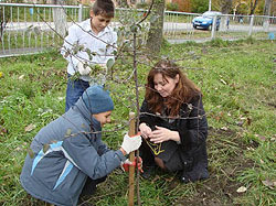 На Сыхове высадили 300 деревьев   