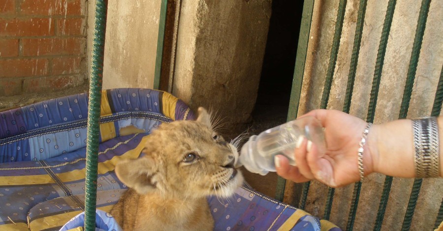 В зоопарке новорожденного львенка кормят из соски