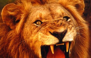 Во ЛЬвовском цирке лев напал на дрессировщика