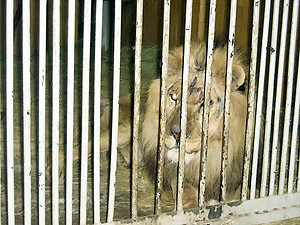 Льва, напавшего на дрессировщика во Львове, отдадут в зоопарк?