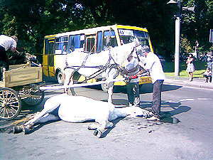 В центре Львова на глазах у туристов умерла лошадь