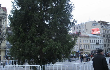 Главная елка Львова будет живой