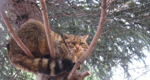 На Прикарпатье ветеринары спасли лесного кота, который попался в капкан браконьерам
