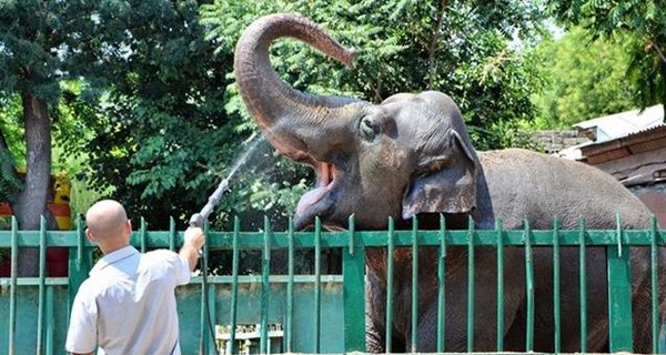 В Одессе зоопарк решил выйти из карантина 15 мая