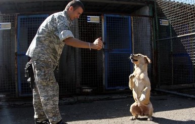 Четвероногий тест. В Украине задумались о подготовке служебных собак для выявления больных коронавирусом