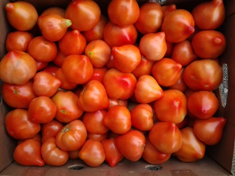 Томатна долина на Закарпатті: Через відсутність херсонських - наші помідори забирають дощенту