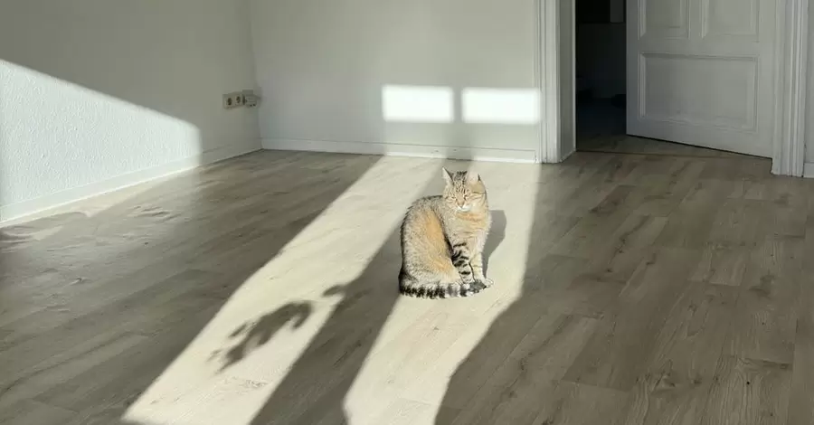 Харьковский кот Степан показал свой новый дом в Германии