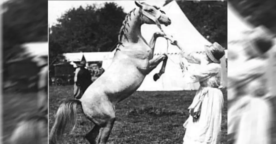 Лучшего коня в мире, считающегося эталоном лошадиной красоты, вывели под Хмельницким