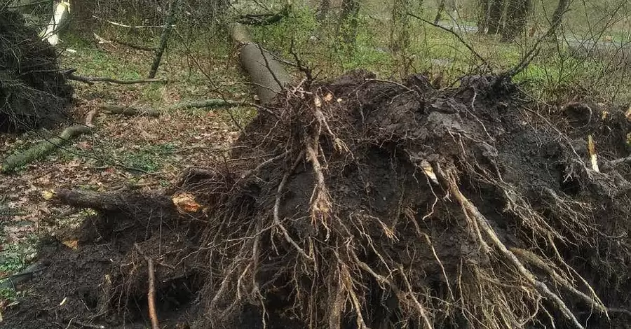 Вітер повалив сім дерев у львівському парку, а синоптики прогнозують ще більші пориви