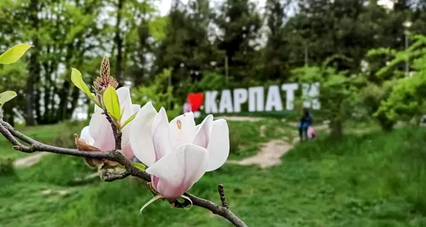 Сакура-тур по Украине: в Ужгороде и Львове есть аллея сакур, а в Мукачево цветет весь город