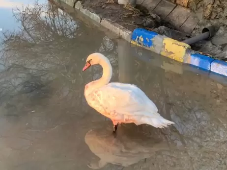 В Одесі врятували лебедя, який поранився під час шторму